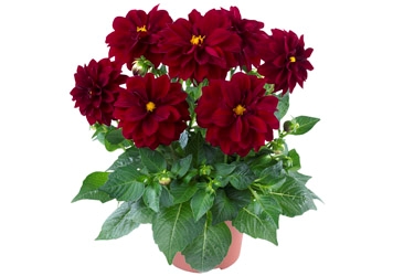 Dahlinova Variety Thumbnail Carolina Burgundy.jpg